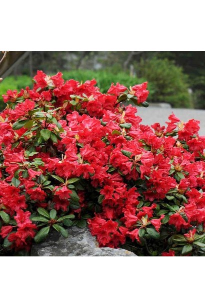 Рододендрон Скарлет Вондер